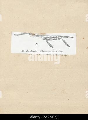 Plesiosaurus dolichodeirus, Imprimer, Plesiosaurus (Grec : πλησιος/plesios, près de  + σαυρος/sauros lézard,) est une espèce disparue, un grand reptile marin qui sauropterygian ont vécu durant la première partie de la période jurassique, et est connu par près de squelettes complets de la Lias de l'Angleterre. Il est reconnaissable à sa petite tête, cou long et mince, large turtle-comme corps, une queue courte, et deux paires de grandes, de forme allongée des pagaies. Il donne son nom à l'ordre Plesiosauria, dont elle est un début, mais assez typique. Il ne contient qu'une espèce, le Plesiosaurus dolichodeirus type, Banque D'Images