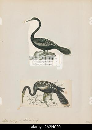 Anhinga Plotus, Imprimer, l'anhinga, parfois appelé snakebird, vert, vert, de l'Amérique ou de l'eau de la Turquie, est un oiseau aquatique de la parties plus chaudes de l'Amérique. L'anhinga mot vient de la langue Tupi du Brésil et moyens d'oiseaux oiseau serpent ou diable. L'origine du nom snakebird est évidente quand la natation : seul le cou de couleur apparaît au-dessus de l'eau, l'oiseau ressemble à un serpent prêt à frapper. Ils n'ont pas de narines externes (Nares) et de respirer uniquement par leur épiglotte., 1700-1880 Banque D'Images