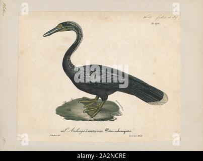 Plotus melanogaster, Imprimer, l'Oriental ou Indien dard vert (Anhinga melanogaster) est un oiseau aquatique tropical de l'Asie du Sud et en Asie du sud-est. Il a un cou long et mince avec une droite, a fait le projet de loi et, comme le cormoran, il chasse les poissons tandis que son corps est immergé dans l'eau. Il lance un poisson sous l'eau, l'amener au-dessus de la surface, s'agite et jonglant avec elle avant d'avaler le poisson tête première. Le corps demeure submergé comme il nage, et le cou élancé seul est visible au-dessus de l'eau, qui représente le nom familier de snakebird. Comme les cormorans, il a wettable Banque D'Images