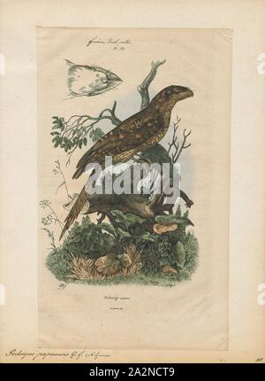 Podargus papuensis, Imprimer, l'une grille supérieure de papou (Podargus papuensis) est une espèce de passereau de la famille Podargidae., 1839 Banque D'Images
