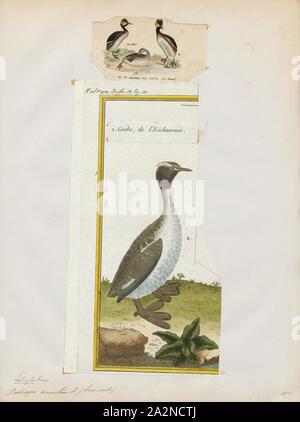 Podiceps auritus, Imprimer, le grèbe esclavon Grèbe de Slavonie ou (Podiceps auritus) est un relativement petit dans la famille des oiseaux d'Podicipedidae. Il existe deux sous-espèces connues : a. P. auritus, qui se reproduit dans l'Eurasie, et P. a. cornutus, qui se reproduit en Amérique du Nord. La sous-espèce eurasienne est répartie sur la plus grande partie du nord de l'Europe et l'Asie, l'élevage du Groenland à l'ouest de la Chine. Les sous-espèces nord-américaines s'étend sur la majeure partie du Canada et une partie des États-Unis. L'espèce tire son nom de grandes parcelles de plumes jaunâtre situé derrière les yeux, appelé 'cornes Banque D'Images