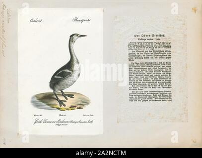 Podiceps auritus, Imprimer, le grèbe esclavon Grèbe de Slavonie ou (Podiceps auritus) est un relativement petit dans la famille des oiseaux d'Podicipedidae. Il existe deux sous-espèces connues : a. P. auritus, qui se reproduit dans l'Eurasie, et P. a. cornutus, qui se reproduit en Amérique du Nord. La sous-espèce eurasienne est répartie sur la plus grande partie du nord de l'Europe et l'Asie, l'élevage du Groenland à l'ouest de la Chine. Les sous-espèces nord-américaines s'étend sur la majeure partie du Canada et une partie des États-Unis. L'espèce tire son nom de grandes parcelles de plumes jaunâtre situé derrière les yeux, appelé 'cornes Banque D'Images