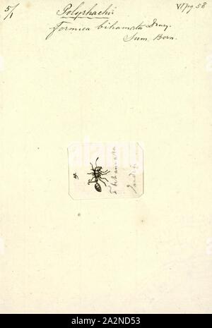 Polyrhachis, Imprimer, Polyrhachis est un genre de fourmis formicine trouvés dans l'Ancien Monde avec un grand nombre d'espèces (plus de 600 Banque D'Images