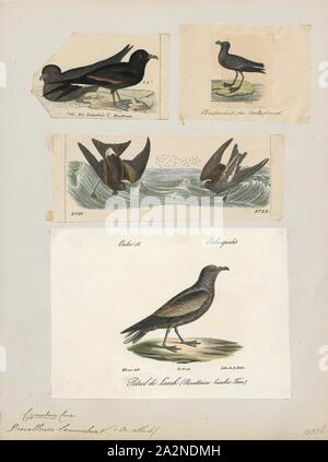 Procellaria leucorrhoa, Imprimer, Procellaria est une espèce d'océan du sud de long-winged oiseaux liées aux prions, et au sein de l'ordre des Procellariiformes. Le Petrel Procellaria parkinsoni (noir) est compris dans l'océan Pacifique, et au nord jusqu'à l'Amérique centrale. Le pétrel à lunettes Procellaria (consicillata) se limite à l'océan Atlantique, et le Westland Petrel Procellaria westlandica) (à l'océan Pacifique. L'(à menton blanc Procellaria) aequincotialis et puffin gris Procellaria cinerea) (tout au long de la gamme des latitudes de l'océan du Sud, 1700-1880. Banque D'Images