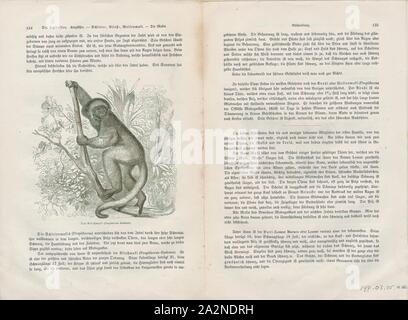 Propithecus diadema, Imprimer, l'diademed sifaka (Propithecus diadema), ou diademed simpona, est une espèce en voie de disparition de sifaka, l'un des lémuriens endémiques dans certaines forêts tropicales de l'Est de Madagascar. De même que l'Indri, cette espèce est l'un des deux plus grands lémuriens vivant, avec un poids moyen de 6,5 kg et une longueur totale des adultes d'environ 105 centimètres (41 pouces), la moitié de sa queue. Russell Mittermeier, l'une des autorités contemporaines sur les lémuriens, décrit l'diademed sifaka comme 'l'un des plus colorés et attrayants de tous les lémuriens Banque D'Images