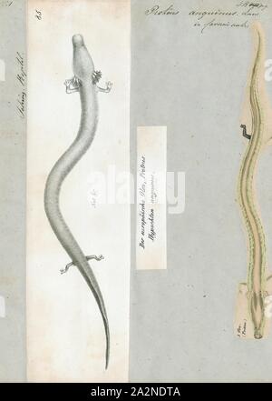 Proteus anguinus, Imprimer, l'OLM ou Proteus (Proteus anguinus) est une salamandre aquatique dans la famille Proteidae, le seul exclusivement les espèces des chordés trouvés en Europe. Contrairement à la plupart des amphibiens aquatiques, il est tout à fait ; il mange, dort et se reproduit sous l'eau. Vivant dans des grottes dans les Alpes Dinariques, elle est endémique dans les eaux qui s'écoulent sous terre grâce à la roche calcaire du karst d'Europe centrale et du sud-est, en particulier le sud de la Slovénie, le bassin de la rivière Soča (Isonzo en italien) près de Trieste, Italie, le sud-ouest de la Croatie, et la Bosnie-et Banque D'Images