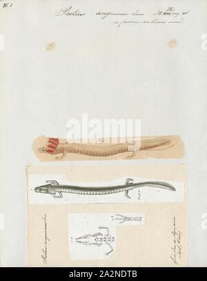 Proteus anguinus, Imprimer, l'OLM ou Proteus (Proteus anguinus) est une salamandre aquatique dans la famille Proteidae, le seul exclusivement les espèces des chordés trouvés en Europe. Contrairement à la plupart des amphibiens aquatiques, il est tout à fait ; il mange, dort et se reproduit sous l'eau. Vivant dans des grottes dans les Alpes Dinariques, elle est endémique dans les eaux qui s'écoulent sous terre grâce à la roche calcaire du karst d'Europe centrale et du sud-est, en particulier le sud de la Slovénie, le bassin de la rivière Soča (Isonzo en italien) près de Trieste, Italie, le sud-ouest de la Croatie, et la Bosnie-et Banque D'Images