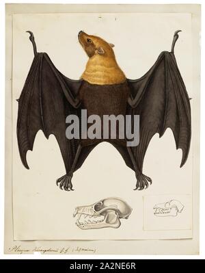 Pteropus, keraudrenii Imprimer, Pteropus (sous-ordre Yinpterochiroptera) est un genre de les megachiroptères qui sont parmi les plus importantes au monde. Ils sont généralement connus comme les chauves-souris frugivores ou renards volants, entre autres noms familiers. Ils vivent dans les régions tropicales et subtropicales de l'Asie (y compris le sous-continent indien), l'Australie, l'Afrique de l'Est, et quelques îles océaniques dans les océans Indien et Pacifique. Il y a au moins 60 espèces existantes dans le genre, avec tête de mort. Banque D'Images