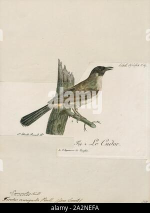 Pycnonotus aurigaster, Imprimer, le bulbul à tête fuligineux (Pycnonotus aurigaster) est une espèce de passereau de la famille des Pycnonotidae Bulbul,. On le trouve dans le sud-est de l'Asie., 1796-1808 Banque D'Images