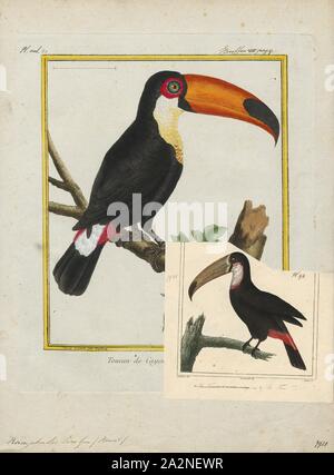 Ramphastos toco, Imprimer, le Toucan Toco (Ramphastos toco), également connu sous le nom de la politique commune de toucan, toucan géant ou simplement toucan, est le plus grand et probablement le plus connu dans la famille de Toucan. On la trouve dans des habitats semi-ouverts dans une grande partie de l'Europe centrale et de l'Amérique du Sud. C'est une attraction commune dans les zoos, 1700-1880. Banque D'Images