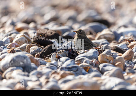 Rock Sprague (Anthus petrosus) niché dans la région de Stoney Beach Attraper les mouches qui passe. Parties supérieures brun olive sombre des parties inférieures blanc sale oeil sur bande pâle Banque D'Images