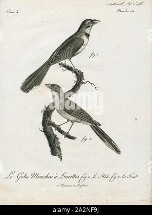 Rhipidura javanica, Imprimer, le pied de la Malaisie (Rhipidura fantail javanica) est une espèce de passereau de la famille fantail et l'une des 47 espèces du genre Rhipidura. Il est localement appelé murai gila, littéralement 'crazy thrush' en malais. Il est constaté au Brunei, Cambodge, Indonésie, Laos, Malaisie, Myanmar, Philippines, Singapour, Thaïlande et Vietnam. Habitat Il habite les forêts humides tropicales, 1796-1808. Banque D'Images