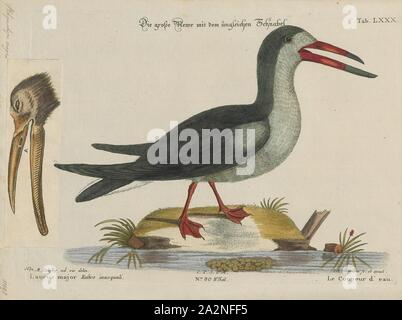 Rhynchops nigra, Imprimer, l'écumoire noir (Rynchops niger) est une sterne, un des trois espèces d'oiseaux très similaire dans le skimmer genre Rynchops dans la famille Laridae Mouette. Elle se reproduit en Amérique du Nord et du Sud. Les populations du nord de l'hiver dans les eaux chaudes des Caraïbes et les régions tropicales et subtropicales du Pacifique, mais les courses d'Amérique du Sud font que des mouvements plus courts en réponse aux inondations annuelles qui étendent leurs aires d'alimentation de la rivière bas-fonds., 1700-1880 Banque D'Images