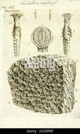 Sabellaria anglica, Imprimer, Sabellaria est un genre de vers polychètes marins dans la famille Sabellariidae. L'espèce type est Sabellaria alveolata (Linnaeus, 1767). Ces vers sont sédentaires et construire des tubes dans lesquels vit du sable et des éclats d'obus. Certaines espèces d'abeilles sont appelés les vers et quand ils se produisent en grand nombre ils peuvent former des récifs sur les rochers et d'autres substrats. Ils sont des filtreurs, l'extension d'une plume-comme fan de radioles à partir de l'extrémité du tube afin d'attraper le plancton et flottante de détritus passé. Ils ont un opercule distinctif qui sert à bloquer l'ouverture Banque D'Images