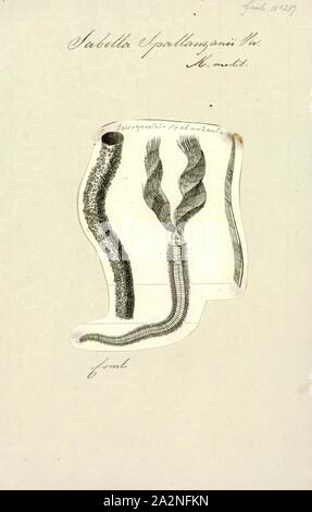 Sabella spallanzanii Sabella spallanzanii, Print, est une espèce de vers polychètes marins dans la famille Sabellidae. Noms communs : la Méditerranée, fanworm la Feather Duster worm, Ver le ventilateur et le crayon ver. Elle est originaire d'eaux peu profondes dans le nord-est de l'océan Atlantique et la mer Méditerranée. Il s'est étendu vers d'autres parties du monde et est inclus sur la base de données mondiale sur les espèces envahissantes Banque D'Images