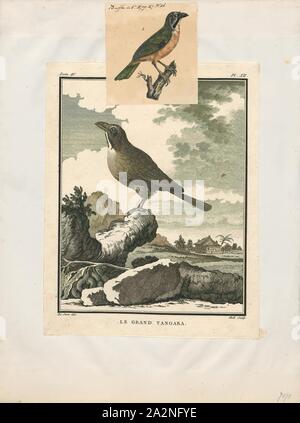 Saltator maximus, d'impression, le buff-throated Saltator maximus (saltator) est un oiseau de semences. Traditionnellement placé dans la famille cardinal (Cardinalidae), il semble en être le plus proche de la tangaras (Thraupidae). Elle se reproduit dans le sud-est du Mexique à l'ouest de l'Équateur et le nord-est du Brésil, 1700-1880. Banque D'Images