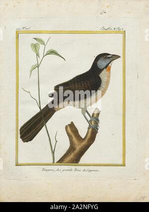 Saltator maximus, d'impression, le buff-throated Saltator maximus (saltator) est un oiseau de semences. Traditionnellement placé dans la famille cardinal (Cardinalidae), il semble en être le plus proche de la tangaras (Thraupidae). Elle se reproduit dans le sud-est du Mexique à l'ouest de l'Équateur et le nord-est du Brésil, 1700-1880. Banque D'Images