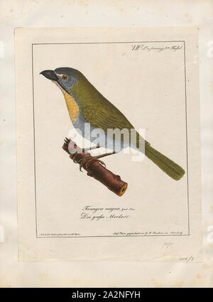 Saltator maximus, d'impression, le buff-throated Saltator maximus (saltator) est un oiseau de semences. Traditionnellement placé dans la famille cardinal (Cardinalidae), il semble en être le plus proche de la tangaras (Thraupidae). Elle se reproduit dans le sud-est du Mexique à l'ouest de l'Équateur et le nord-est du Brésil, 1700-1880. Banque D'Images