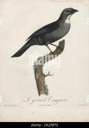 Saltator maximus, d'impression, le buff-throated Saltator maximus (saltator) est un oiseau de semences. Traditionnellement placé dans la famille cardinal (Cardinalidae), il semble en être le plus proche de la tangaras (Thraupidae). Elle se reproduit dans le sud-est du Mexique à l'ouest de l'Équateur et le nord-est du Brésil., 1805 Banque D'Images