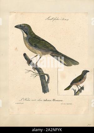 Saltator maximus, d'impression, le buff-throated Saltator maximus (saltator) est un oiseau de semences. Traditionnellement placé dans la famille cardinal (Cardinalidae), il semble en être le plus proche de la tangaras (Thraupidae). Elle se reproduit dans le sud-est du Mexique à l'ouest de l'Équateur et le nord-est du Brésil, 1825-1834. Banque D'Images