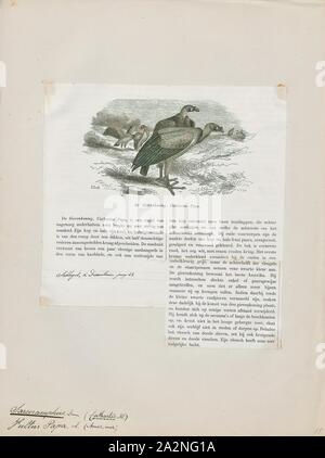 Sarcoramphus papa, Imprimer, le vautour pape (Sarcoramphus papa) est un grand oiseau en Amérique centrale et du Sud. Il est membre de la nouvelle famille Cathartidae vautour du monde. Ce charognard vit principalement dans les forêts tropicales s'étendant du sud du Mexique au nord de l'Argentine. C'est le seul membre survivant du genre Sarcoramphus, bien que les membres de fossiles sont connus., 1872 Banque D'Images