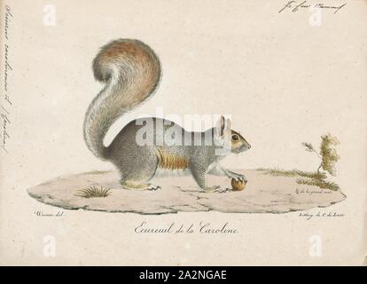 Sciurus carolinensis, Imprimer, l'écureuil gris (Sciurus carolinensis), également connu sous le nom de l'écureuil gris en fonction de la région, est un arbre du genre écureuil Sciurus. Il est indigène de l'Est de l'Amérique du Nord, où il est le plus prodigieux et écologique des forêts naturelles essentielles récupérateur. Largement introduit à certains endroits autour du monde, l'écureuil gris en Europe, en particulier, est considéré comme une espèce envahissante, 1700-1880. Banque D'Images