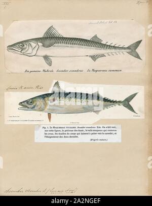 Scomber scomber Scomber, Print, est une espèce de poissons de la famille des Scombridés vivant dans l'océan Atlantique, on trouve dans l'océan Pacifique et Indien.Le genre Scomber et le genre Rastrelliger composent la tribu Scombrini, connu comme le 'vrai' maquereaux. Ces poissons ont un corps allongé, hautement rationalisées, musclé et agile. Les yeux sont grands, la tête est allongée, avec une grande bouche, pourvu de dents. Ils ont deux nageoires dorsale triangulaire, avec un peu d'ailerons de stabilisation le long du pédoncule caudal. La couleur de base est bleu-vert avec un ventre blanc argenté et un dos plus foncé tacheté noir, habituellement Banque D'Images