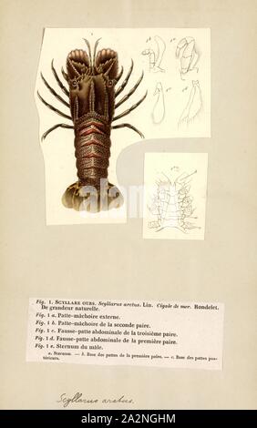 Scyllarus arctus Scyllarus arctus, Print, est une espèce de cigale de mer qui vit dans la mer Méditerranée et de l'Est de l'océan Atlantique. Il est rare dans les eaux britanniques et irlandais, mais un certain nombre de noms vernaculaires de langue anglaise ont été appliquées, y compris les petits homards de criquets d'Europe, de la petite cigale de mer et homard large Banque D'Images