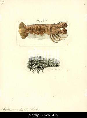 Scyllarus arctus Scyllarus arctus, Print, est une espèce de cigale de mer qui vit dans la mer Méditerranée et de l'Est de l'océan Atlantique. Il est rare dans les eaux britanniques et irlandais, mais un certain nombre de noms vernaculaires de langue anglaise ont été appliquées, y compris les petits homards de criquets d'Europe, de la petite cigale de mer et homard large Banque D'Images