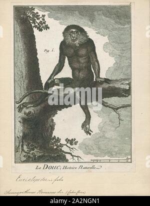 Semnopithecus nemaeus, Imprimer, langurs gris, langurs sacrés indiens, langurs Hanuman ou langurs sont un groupe de l'Ancien Monde originaire de l'Inde qui constituent l'intégralité du genre Semnopithecus. La plupart des taxons sont traditionnellement placés dans la seule espèce Semnopithecus animaux singe. En 2001, il a été recommandé que plusieurs anciens distinctif devrait être sous-espèce étant donné l'état des espèces, ainsi que sept espèces sont reconnues.Un classement taxonomique avec moins d'espèces a également été proposée. La preuve génétique suggère que le langur Nilgiri langur à face et violet, qui Banque D'Images