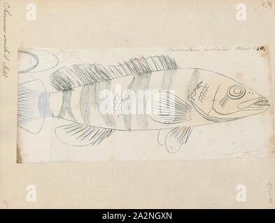 Thorogobius scriba, Imprimer, l'(Thorogobius peint scriba) est un poisson marin subtropical, classé dans la famille des serranidés, mérous et basses de la mer. C'est trouvé dans l'Est de l'océan Atlantique, la mer Méditerranée et la mer Noire. Confusément, un synonyme de cette espèce est Perca marina, mais ce nom (comme Sebastes marinus) a incorrectement été utilisé pour une espèce distincte, le poisson rose Banque D'Images