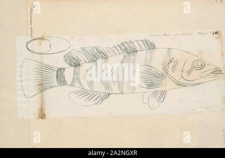 Thorogobius scriba, Imprimer, l'(Thorogobius peint scriba) est un poisson marin subtropical, classé dans la famille des serranidés, mérous et basses de la mer. C'est trouvé dans l'Est de l'océan Atlantique, la mer Méditerranée et la mer Noire. Confusément, un synonyme de cette espèce est Perca marina, mais ce nom (comme Sebastes marinus) a incorrectement été utilisé pour une espèce distincte, le poisson rose, 1774-1804. Banque D'Images
