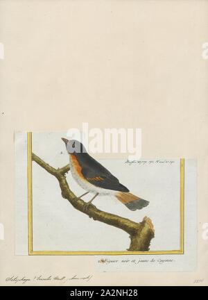 Setophaga tricolore, Print, la paruline est membre du genre Setophaga. Setophaga est un genre d'oiseaux de la famille des Parulidés Paruline du Nouveau Monde. Il contient au moins 33 espèces. Les mâles en plumage nuptial sont souvent très colorés. L'Setophaga dorées est un exemple de la radiation adaptative aux différentes espèces à l'aide de différentes techniques d'alimentation et de l'alimentation souvent dans différentes parties du même arbre., 1700-1880 Banque D'Images