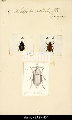 Silpha, Imprimer, Silpha est un genre de la famille des Silphidae, ou des charognes de coléoptères, anciennement y compris plusieurs espèces d'Amérique du Nord. Les membres du genre sont parfois appelés des silphids. Tous les coléoptères sont nord-américain silphid maintenant réorganisé dans la sous-famille des Nicrophorinae, avec le seul genre en Amérique du Nord, et sous-famille étant Nicrophorus Silphinae, y compris les genres Aclypea, Heterosilpha Necrophila, Necrodes, Oiceoptoma Thanatophilus, et. Bien que les membres du genre Nicrophorus généralement enterrer la charogne pour leurs larves à nourrir, sur les membres de la sous-famille des Silphinae pondent leurs œufs directement Banque D'Images