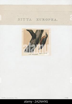 Sitta europaea, Imprimer, la Sittelle à tête blanche ou en bois (Sitta europaea) est une espèce de passereau trouvés tout au long de l'Asie tempérée et en Europe, où son nom est la blanche. Comme d'autres les sittelles, c'est un oiseau à queue courte avec un long projet de loi, le dessus gris-bleu et un œil noir. C'est un oiseau avec un appel fort dwip répétées. Il y a plus de 20 sous-espèces dans trois groupes principaux ; les oiseaux dans l'ouest de la gamme ont les parties inférieures chamois-orange et une gorge blanche, ceux de la Russie ont les parties inférieures blanchâtres, et ceux de l'Extrême-Orient ont une apparence semblable aux oiseaux, mais Banque D'Images