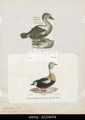 Somateria spectabilis, Imprimer, l'eider à tête grise (Somateria spectabilis) est une grande mer canard qui niche sur les côtes de l'Arctique de l'hémisphère Nord au nord-est de l'Europe, Amérique du Nord et en Asie. Les oiseaux passent la plus grande partie de l'année dans les écosystèmes marins dans les hautes latitudes, et à la toundra arctique migrent pour se reproduire en juin et juillet. Elles pondent 4 à 7 oeufs dans une éraflure sur le terrain bordé d'herbe et vers le bas., 1700-1880 Banque D'Images