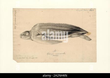 Sphargis coriacea, Imprimer, la tortue luth (Dermochelys coriacea), parfois appelée la tortue luth tortue coriace ou ou tout simplement le luth, est la plus grande de toutes les tortues vivantes et est le quatrième plus gros reptile moderne derrière trois crocodiliens. C'est la seule espèce vivante du genre Dermochelys et famille Dermochélidés. Il peut facilement être distingué d'autres tortues de mer moderne par son manque d'un shell, d'où le nom. Au lieu de cela, sa carapace est couverte par la peau et la chair grasse, 1833-1850. Banque D'Images