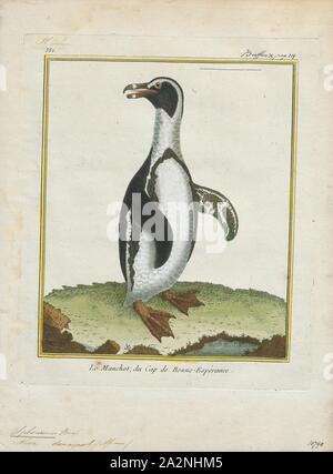 Spheniscus demersus, Imprimer, le manchot du Cap (Spheniscus demersus) est une espèce de pingouin confinée à des eaux de l'Afrique australe. Comme tous les manchots, c'est de voler, avec un corps, et les ailes se raidit et aplati en nageoires pour un habitat marin. Les adultes pèsent en moyenne 2,2 à 3,5 kg (4,9 à 7,7 lb) et sont de 60 à 70 cm (24 à 28 en haut. Il a des plaques de peau rose distinctif au-dessus des yeux et un masque facial noir ; le corps noir et parties supérieures sont tracés distinctement de la ventre blanc, qui sont repérés et signalés par une bande noire. Le gland rose au-dessus de leurs yeux aide Banque D'Images