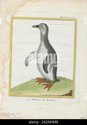 Spheniscus demersus, Imprimer, le manchot du Cap (Spheniscus demersus) est une espèce de pingouin confinée à des eaux de l'Afrique australe. Comme tous les manchots, c'est de voler, avec un corps, et les ailes se raidit et aplati en nageoires pour un habitat marin. Les adultes pèsent en moyenne 2,2 à 3,5 kg (4,9 à 7,7 lb) et sont de 60 à 70 cm (24 à 28 en haut. Il a des plaques de peau rose distinctif au-dessus des yeux et un masque facial noir ; le corps noir et parties supérieures sont tracés distinctement de la ventre blanc, qui sont repérés et signalés par une bande noire. Le gland rose au-dessus de leurs yeux aide Banque D'Images