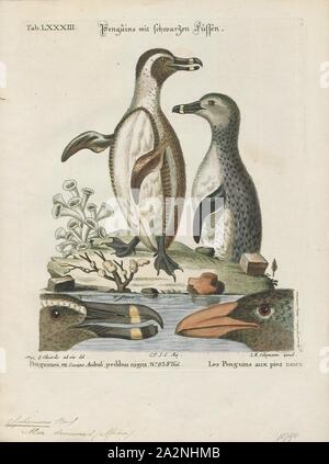 Spheniscus demersus, Imprimer, le manchot du Cap (Spheniscus demersus) est une espèce de pingouin confinée à des eaux de l'Afrique australe. Comme tous les manchots, c'est de voler, avec un corps, et les ailes se raidit et aplati en nageoires pour un habitat marin. Les adultes pèsent en moyenne 2,2 à 3,5 kg (4,9 à 7,7 lb) et sont de 60 à 70 cm (24 à 28 en haut. Il a des plaques de peau rose distinctif au-dessus des yeux et un masque facial noir ; le corps noir et parties supérieures sont tracés distinctement de la ventre blanc, qui sont repérés et signalés par une bande noire. Le gland rose au-dessus de leurs yeux aide Banque D'Images