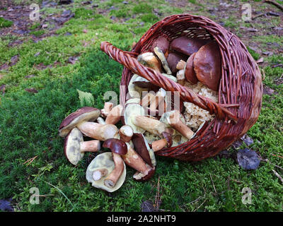 Panier plein de champignons fraîchement cueillis sur la masse de mousse de la forêt de Bavière Banque D'Images