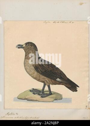 Stercorarius antarctique, d'impression, le labbe parasite (Stercorarius antarcticus marron), également connu sous le nom de l'Antarctique Skua subantarctique, labbe, le sud du grand labbe, labbe, sud ou hākoakoa Māori (), est un grand oiseau qui se reproduit dans les zones de l'antarctique et subantarctique et se déplace plus au nord quand il n'est pas la reproduction. Sa taxonomie est très complexe et un sujet de litige, avec un peu de les fendre en deux ou trois espèces : Falkland skua (S. antarcticus), Tristan skua hamiltoni (S.), et Skua subantarctique (S. lönnbergi). Pour plus de confusion, elle s'hybride avec le polar du sud du Chili et de labbes, et l'ensemble Banque D'Images