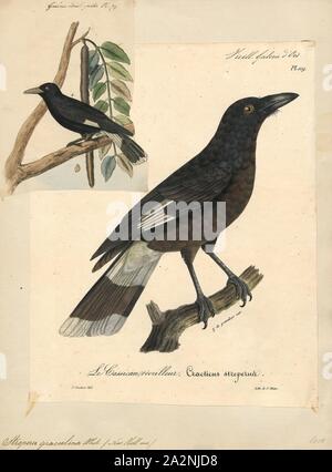 Strepera graculina, Imprimer, le joueur de currawong (Strepera graculina) est une espèce d'oiseau noir originaire de l'Est de l'Australie et l'île Lord Howe. L'une des trois espèces du genre currawong Strepera, elle est étroitement liée à l'butcherbirds et Magpie australien de la famille des Artamidae. Six sous-espèces sont reconnues. C'est un oiseau robuste crowlike avec une moyenne d'environ 48 cm (19 po) de longueur, noir ou brun-gris en noir et blanc avec un plumage undertail, aile iris jaunes, et d'une loi. Le mâle et la femelle sont semblables en apparence. Connue pour ses appels mélodieux, l'espèce Banque D'Images