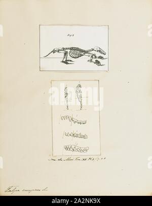 Talpa europaea, Imprimer, l'taupe (Talpa europaea) est un mammifère de l'ordre Eulipotyphla. Il est également connu sous le nom de la politique commune de la mole et le nord de la mole, 1700-1880. Banque D'Images