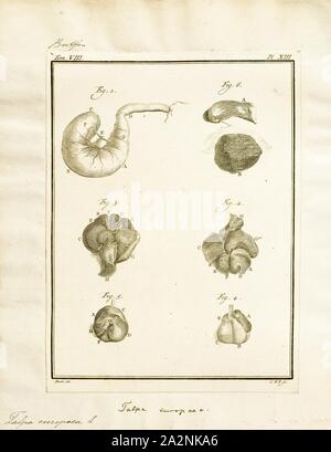 Talpa europaea, Imprimer, l'taupe (Talpa europaea) est un mammifère de l'ordre Eulipotyphla. Il est également connu sous le nom de la politique commune de la mole et le nord de la mole, les intestins. Banque D'Images