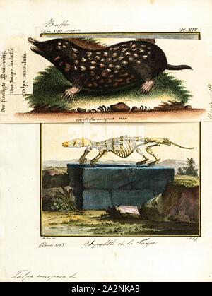 Talpa europaea, Imprimer, l'taupe (Talpa europaea) est un mammifère de l'ordre Eulipotyphla. Il est également connu sous le nom de la politique commune de la mole et le nord de la mole, squelette. Banque D'Images