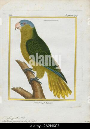 Tanygnathus gramineus, imprimer, les black-lored parrot (Tanygnathus gramineus) également connu sous le nom de Buru perroquet vert, est un perroquet endémique de l'île de Buru. C'est un 40 cm (16 po) perroquet vert avec le noir, et d'un turquoise lores couronne. Les mâles ont un bec rouge, et les femelles sont gris-brun. Le chant est trop aigüe et plus prolongé que par rapport à d'autres espèces, comme le grand-billed parrot., 1700-1880 Banque D'Images