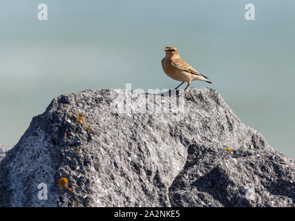 Traquet motteux (Oenanthe oenanthe) sur les roches du littoral UK. Plumage brun sable automne femelle croupion blanc court pâle sur les ailes de raie brunâtre joues pâles. Banque D'Images