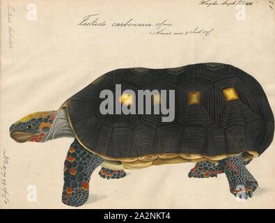 Testudo carbonaria, Imprimer, le red-footed tortoise (Chelonoidis carbonarius) est une espèce de tortue dans le nord de l'Amérique du Sud. Ces moyennes généralement tortues moyenne : 30 cm (12 in) comme des adultes, mais peut atteindre plus de 40 cm (16 in). Ils ont, de couleur sombre en forme de pain (carapaces coque arrière) avec un patch plus léger au milieu de chaque écaille (balances sur la coquille), et des membres sombre avec des échelles qui vont du jaune pâle au rouge foncé. Les différences sont reconnues vu entre à pieds des tortues de différentes régions. Elles sont étroitement liées à la tortue à pattes jaunes (C Banque D'Images