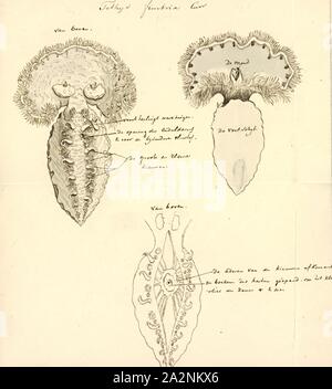 Tethys Tethys, impression, leporina fimbria est une espèce de limace, un nudibranche de la famille des Tethydidae Banque D'Images